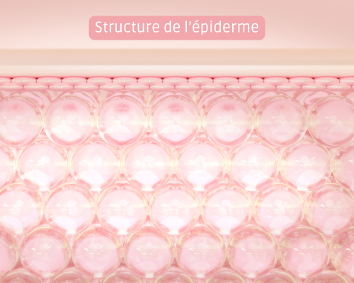 Structure de l'épiderme